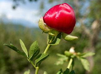 Paeonia peregrina blooming in Dobrogea