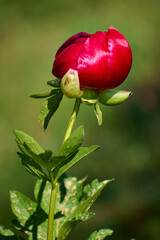 Paeonia peregrina blooming in Dobrogea