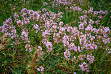 thyme blooming in Dobrogea