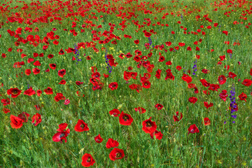 red field with blooming poppies in Dobrogea