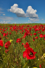 red field with blooming poppies in Dobrogea