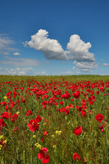 red field with blooming poppies in Dobrogea