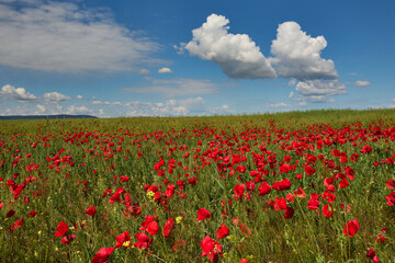 red field with blooming poppies in Dobrogea