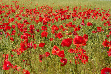 red field with blooming poppies in Dobrogea