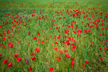 red field with blooming poppies in Dobrogea