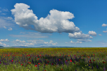 red field with blooming poppies in Dobrogea
