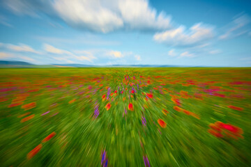 red field with blooming poppies in Dobrogea
