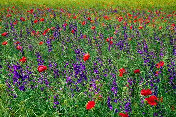 red field with blooming poppies in Dobrogea