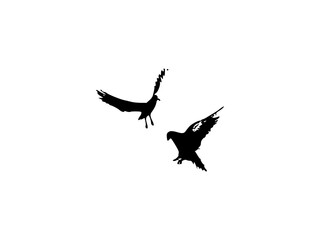 silhouette of a bird
