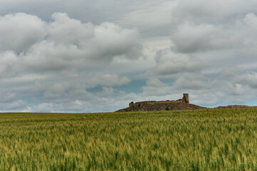 landscape with green autumn wheat field in spring sunlight on the field