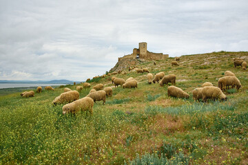 sheep grazing in the spring on the hills of Dobrogea