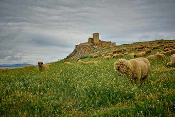 sheep grazing in the spring on the hills of Dobrogea