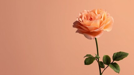 Beautiful single peach rose blooming against a soft peach background, showcasing petals with delicate textures and vibrant colors, perfect for nature lovers