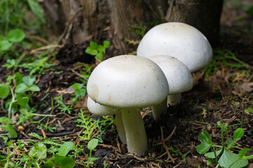 Three white poisonous champignons Agaricus Xanthodermus commonly known as the yellow-staining mushroom with thick stems grow closely together in moist, dark forest soil, surrounded by green plants