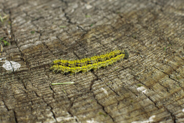 Bright yellow and black caterpillar crawling on a wooden surface in a lush green environment during daytime