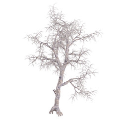 Obraz premium 3d illustration of Pinus-monophylla plant isolated on transparent background