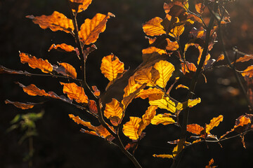 Close-up of autumn leaves in the forest of the Lower Taunus Mountains