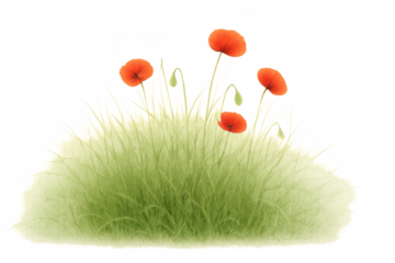 Green grass growth with red poppies flowering, creating a vibrant spring meadow illustration on transparent background