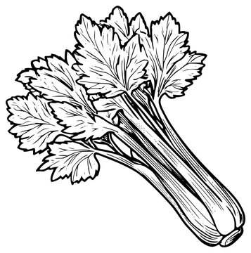 A bunch of celery with fluffy leaves