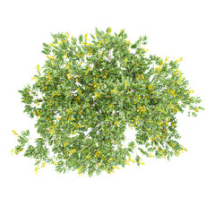 collection of Leopard Tree with realistic style from top view