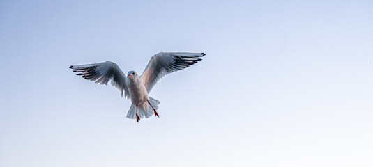 Seagull spreading wings in morning sky. Moment of flight.