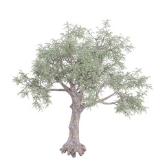 Obraz premium collection of Pinus-monophylla plant on transparent canvas