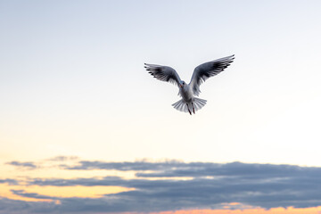Seagull hovering in the air against soft sky. Moment of calm.