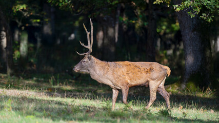 Red deer stag walking in a clearing at the edge of a forest during the rut. Cervus elaphus, Réserve zoologique de la Haute-Touche, Azay le Ferron, Indre 36, région Centre Val de Loire, France, Europe
