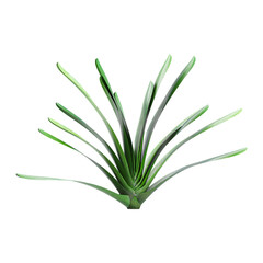 Green Clivia miniata plant isolated on Canvas