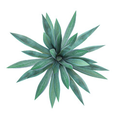 Isolated Agave-rhodacantha plant on transparent canvas from the top view