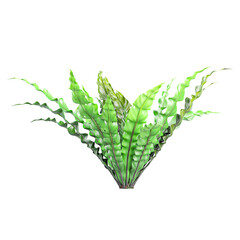 Isolated Asplenium nidus Crispy Wave plant on transparent canvas