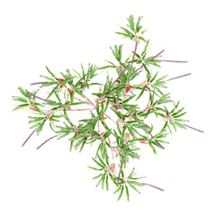 Isolated Bromelia Billbergia Nutans plant on transparent canvas from the top view