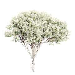 Isolated Flax-leaved paperbark tree on transparent canvas