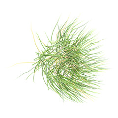 Isolated green grass on transparent canvas from the top view