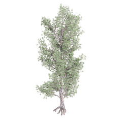 Isolated Pinus-monophylla plant on transparent canvas