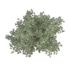 Isolated Pinus-monophylla plant on transparent canvas from top view