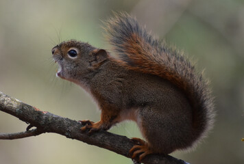 A red squirrel in autumn, Sainte-Apolline, Québec, Canada