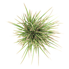 Isolated Tufted hair grass on transparent canvas from the top view