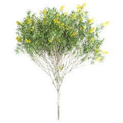 Leopard Tree on transparent canvas