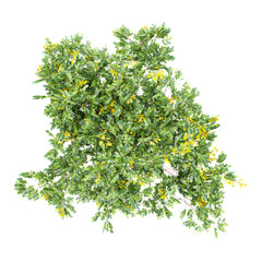 Leopard Tree on transparent canvas from the top view