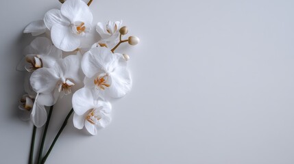 Obraz premium Elegant white orchid flower arrangement on a minimalist background, showcasing delicate petals and natural beauty for interior decor or botanical themes