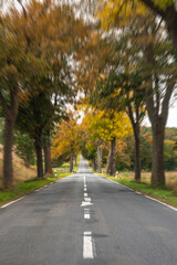 Road through a tree tunnel. Autumn move forward.