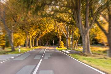 Obraz premium Empty road through golden autumn forest in warm sunlight. Autumn highway.