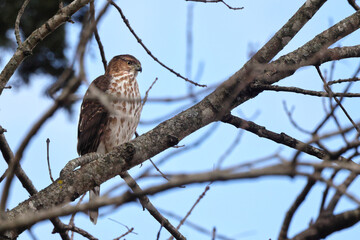 Red shouldered awk perched in tree hunting prey. 
