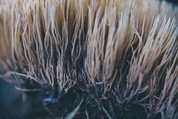 Coral mushroom, Pterula multifida, wild mushroom growing in the forest	