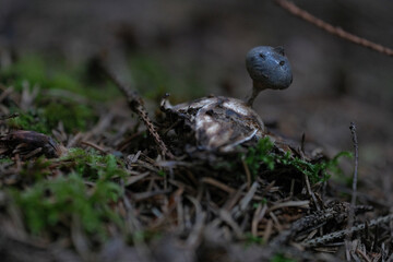 Geastrum coronatum is an inedible species of mushroom belonging to the genus Geastrum, or earthstar fungi.