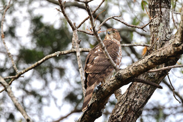 Red shouldered awk perched in tree hunting prey. 