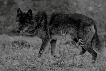 Black Timber wolf walking on meadow, looking alert.