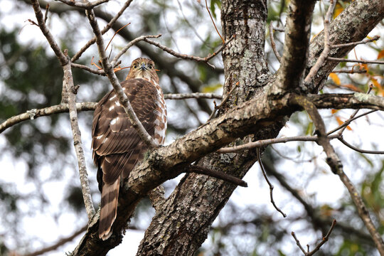Red shouldered awk perched in tree hunting prey. 