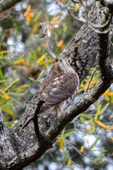 Red shouldered awk perched in tree hunting prey. 